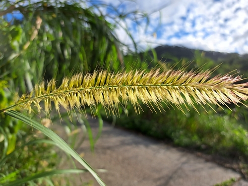 Elephant grass (Cenchrus purpureus)