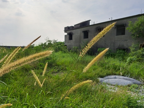 Elephant grass (Cenchrus purpureus)