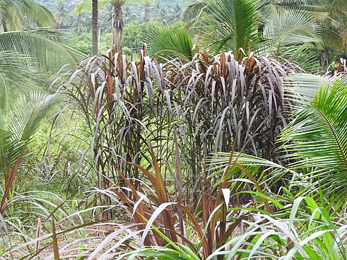Elephant grass: Poaceae-Purple bana grass,Elephant grass.
