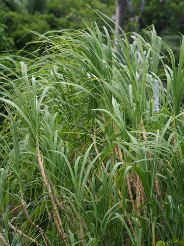 Elephant grass (Cenchrus purpureus)
