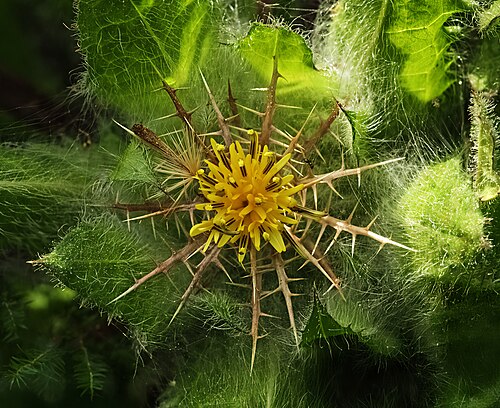 Blessed thistle: Centaurea benedicta - Involucre bracts, inflorescence and leaves.