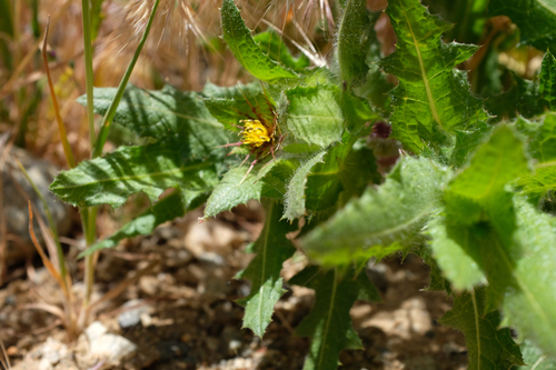 Blessed thistle (Centaurea benedicta)