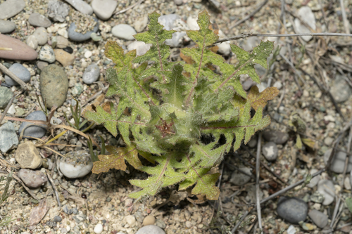 Blessed thistle (Centaurea benedicta)