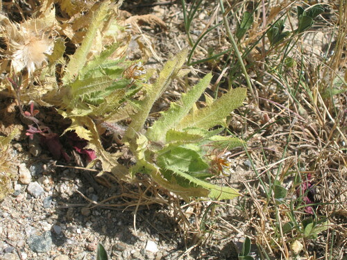 Blessed thistle (Centaurea benedicta)