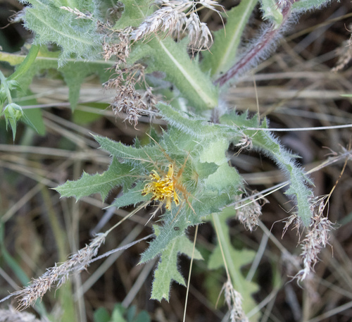 Blessed thistle (Centaurea benedicta)