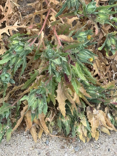 Blessed thistle (Centaurea benedicta)