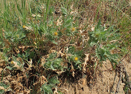 Blessed thistle: Centaurea benedicta in Platanakia, N Greece