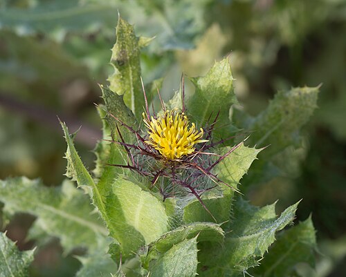Blessed thistle: Centaurea benedicta - Jardin des Plantes