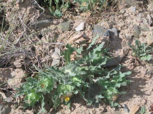 Blessed thistle (Centaurea benedicta)