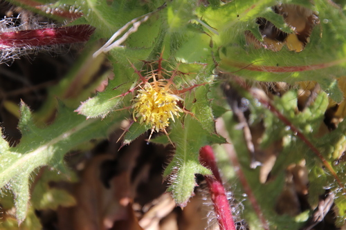 Blessed thistle (Centaurea benedicta)