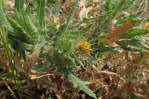 Blessed thistle: Centaurea benedicta in Platanakia, N Greece