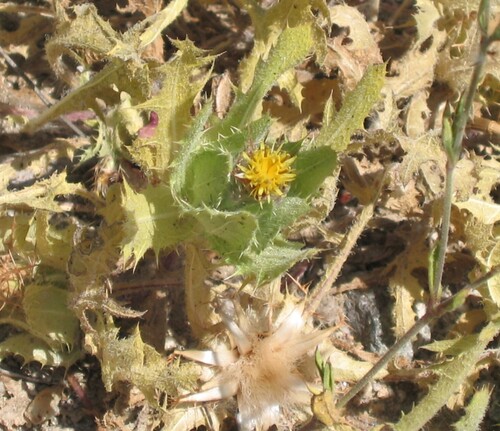 Blessed thistle (Centaurea benedicta)