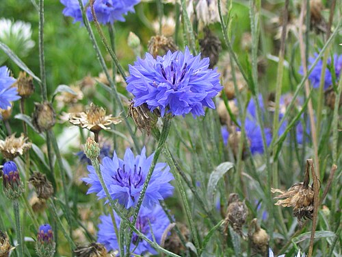 Cornflower: Centaurea cyanus Author: Goku122