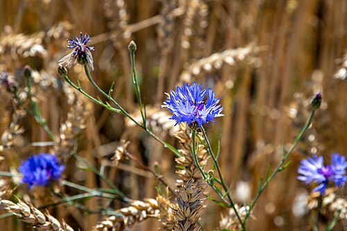 Cornflower: Kornblume im Weizenfeld