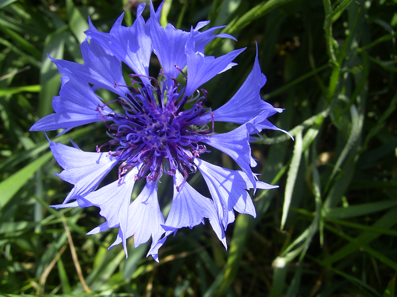 Cornflower: Cornflower in Gouda, the Netherlands