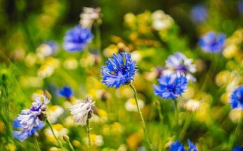 Cornflower: Centaurea cyanus