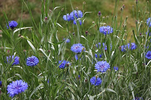 Cornflower: Blåklint