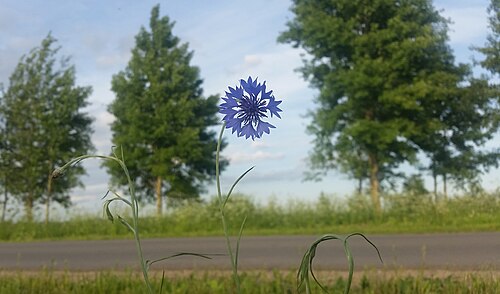 Cornflower: Belarus Cornflower (Centaurea cyanus) v1