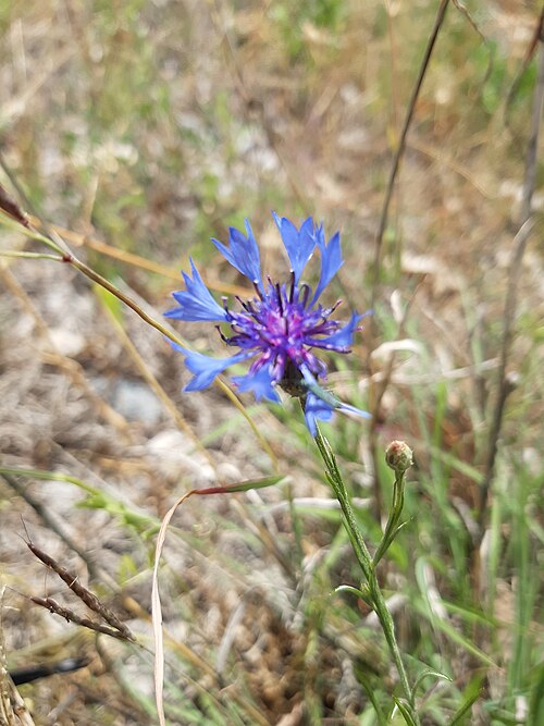 Cornflower: Centaurea cyanus, commonly known as cornflower or bachelor's button, is an annual flowering plant in the family Asteraceae native to Europe. In the past, it oft