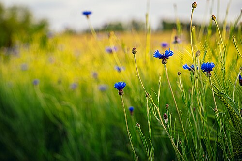 Cornflower: Centaurea cyanus
