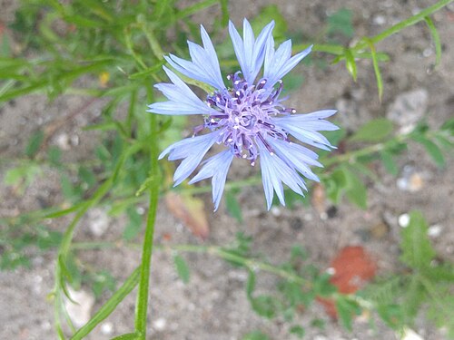 Cornflower: Noordwijk - Korenbloem