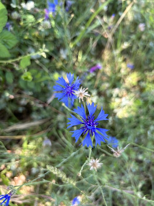 Cornflower: Centaurea cyanus in Bucine, Italy