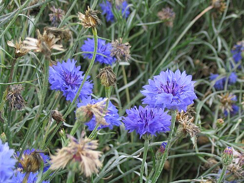 Cornflower: Centaurea cyanus Author: Goku122