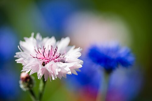 Cornflower: centaurea cyanus