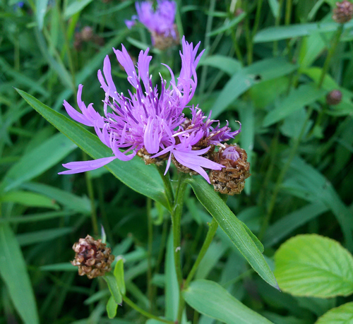 Brownray knapweed (Centaurea jacea)