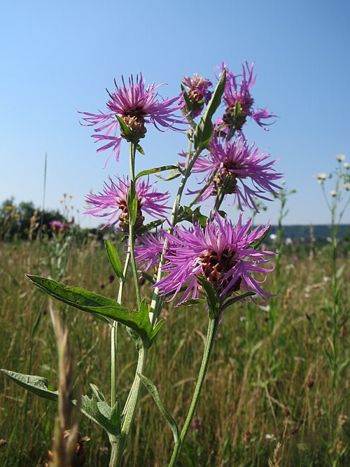 Brownray knapweed: Wiesen-Flockenblume ( Centaurea jacea ) am Osthafen in Saarbrücken