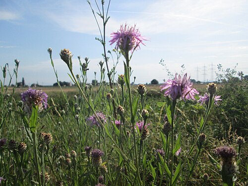 Brownray knapweed: Wiesen-Flockenblume ( Centaurea jacea ) im Landschaftsschutzgebiet „Hockenheimer Rheinbogen“