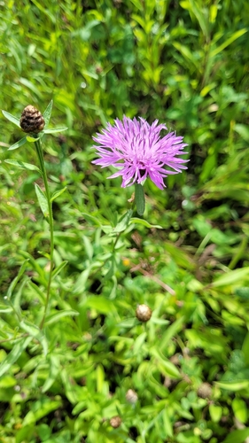 Brownray knapweed (Centaurea jacea)