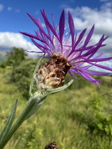 Brownray knapweed (Centaurea jacea)