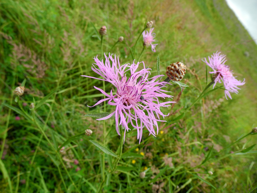 Brownray knapweed (Centaurea jacea)
