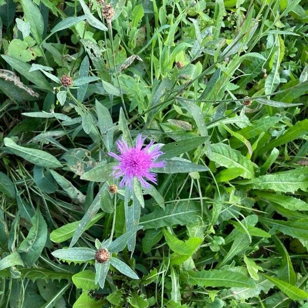 Brownray knapweed (Centaurea jacea)