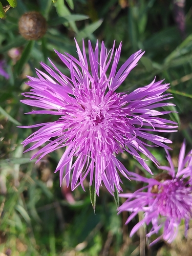 Brownray knapweed (Centaurea jacea)