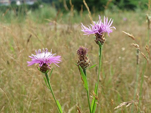 Brownray knapweed: Wiesen-Flockenblume ( Centaurea jacea ) am Osthafen Saarbrücken