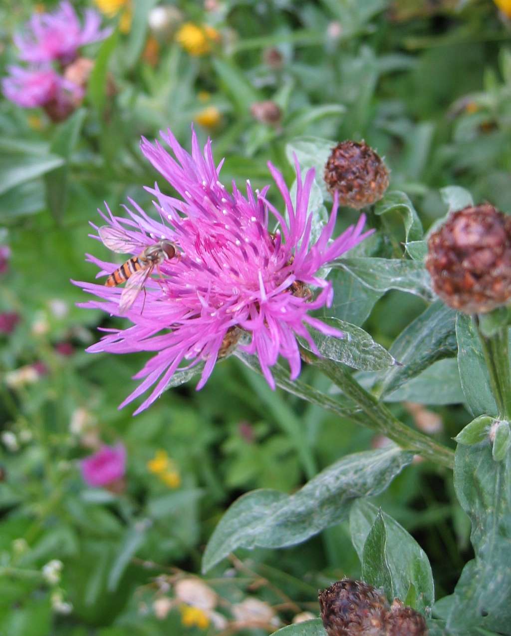 Brownray knapweed: Wiesen-Flockenblume ( Centaurea jacea ). Bosruckhütte, Spital am Phyrn, Österreich.