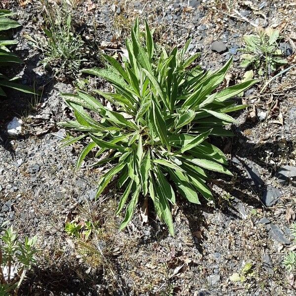 Brownray knapweed (Centaurea jacea)