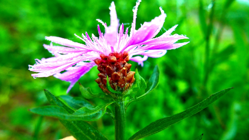 Brownray knapweed (Centaurea jacea)