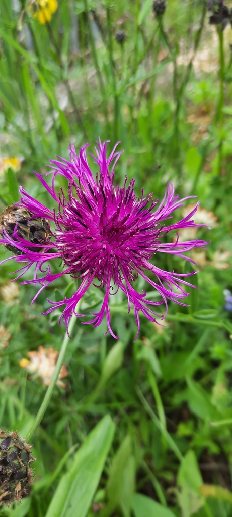 Greater knapweed (Centaurea scabiosa)
