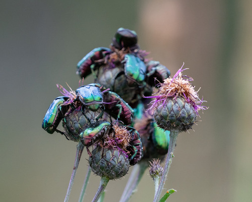 Greater knapweed (Centaurea scabiosa)