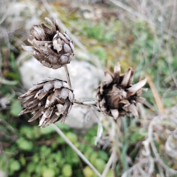 Greater knapweed (Centaurea scabiosa)