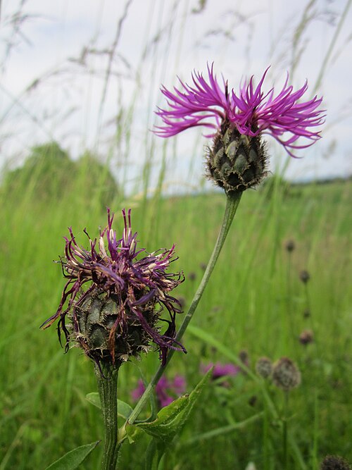 Greater knapweed: Skabiosen-Flockenblume ( Centaurea scabiosa ) im Hockenheimer Rheinbogen