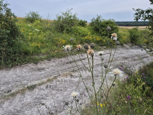 Greater knapweed (Centaurea scabiosa)