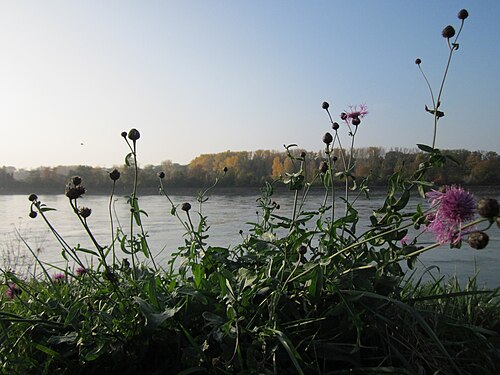 Greater knapweed: Skabiosen-Flockenblume ( Centaurea scabiosa ) am Rhein im Hockenheimer Rheinbogen