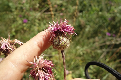 Greater knapweed (Centaurea scabiosa)