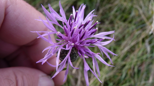 Greater knapweed (Centaurea scabiosa)