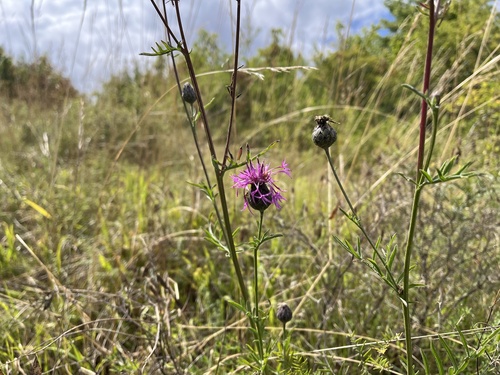 Greater knapweed (Centaurea scabiosa)
