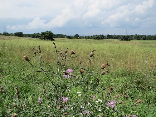 Greater knapweed: Skabiosen-Flockenblume ( Centaurea scabiosa ) im Mainzer Sand